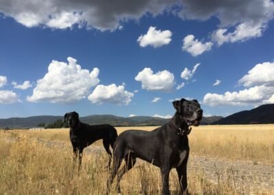 Great Danes Camelot and Odin