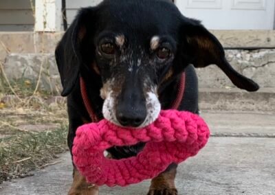 Mocha a Dachshund