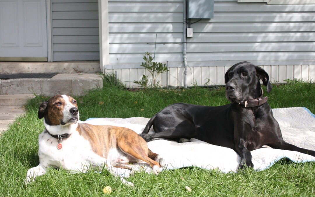 Welcome to Kamas K9 Cottage: A Unique and Natural Long-Term Dog Boarding Experience