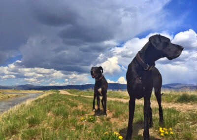 Thomas with his Great Danes